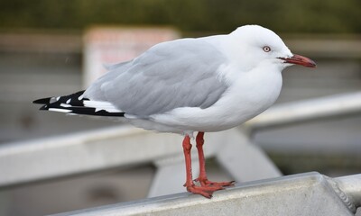 Close up of a seagull resting on a rail