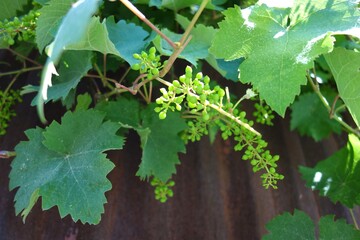 green grape with leaves in sunlight