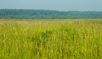 landscape - wild field with grass in the summer heat