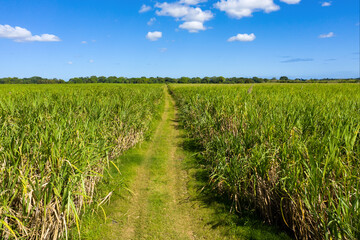 Fototapeta na wymiar Sugar cane fileds plantation at caribbean countryside, agriculture concept. Aerial view
