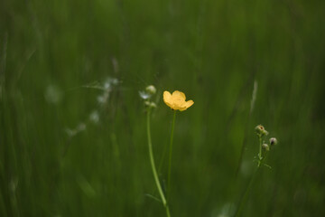 Close up of a Buttercup yellow flowers on green grass background. Ranunculus acris. Selective focus, blurred background