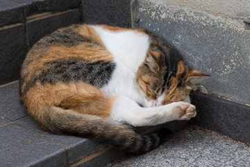 ぐっすり眠る野良猫
