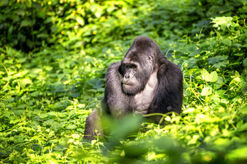 Dominant male silverback gorilla, gorilla beringei beringei, grazing on the lush shrubs of the Bwindi Impenetrable Forest, a World Heritage site