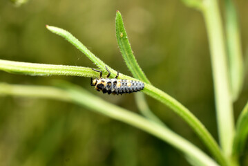 Larva of the green midge lacewing.