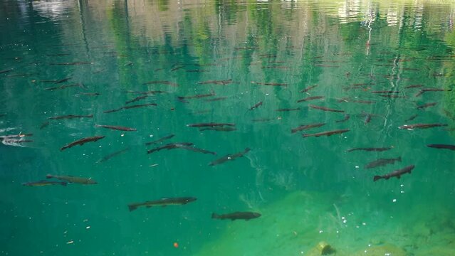 Fish Swimming In Very Clear Blue Lake Water