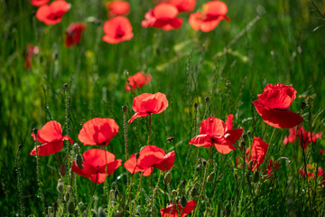 Obraz premium Field of poppy flowers papaver rhoeas in spring.