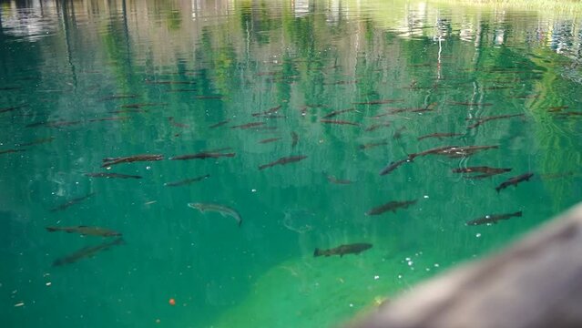 Fish Swim In Very Clear Blue Lake Water