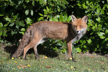 Red Fox a common visitor to gardens