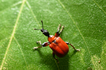 Close-up of apoderus, red-colored hazel trumpeter on a green leaf.