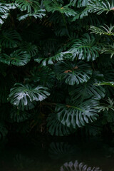 Monstera thickets in the forest background