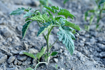 Green seedlings of tomatoes in the garden.