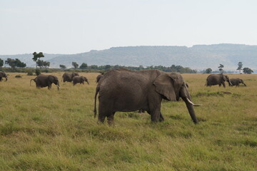 PAISAJE NATURALEZA AN