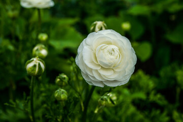 Beautiful, white ranunculus flower growing in an outdoor flower garden. Many buds surround this isolated flower.