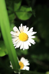 Natural Bellis Perennis Macro Photo © Recep