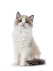 Cute mink Ragdoll cat kitten, sitting up  facing front. Looking towards camera with mesmerising aqua greenish eyes. Isolated on a white background.