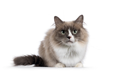Beautiful adult mink Ragdoll cat, laying doen facing front. Looking straight in lense with mesmerising aqua greenish eyes. Isolated on a white background.