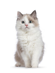 Cute mink Ragdoll cat kitten, sitting up  facing front. Looking towards camera with mesmerising aqua greenish eyes. Isolated on a white background.