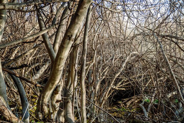 Tangled heap of fig branches without leaves, tangled skittish.