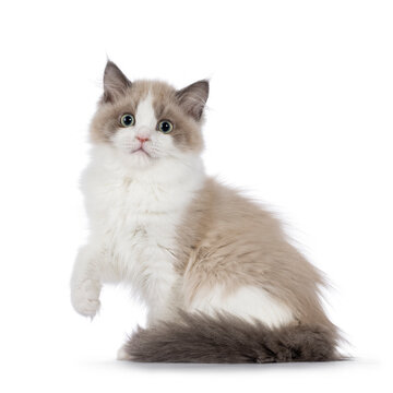 Cute mink Ragdoll cat kitten, sitting up side ways with one paw lifted in air. Looking towards camera with mesmerising aqua greenish eyes. Isolated on a white background.