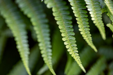 green fern, nacka, sweden, svergie, stockholm