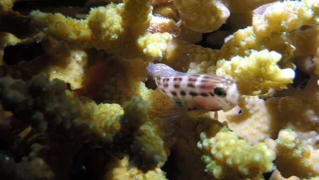 A flock school of tropical fish on the reef in search of food. Amazing, beautiful underwater marine life world of sea creatures in Red Sea. Scuba diving and tourism.