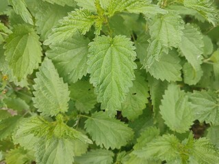 nettle leaves green in nature