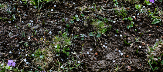 water drops on the grass