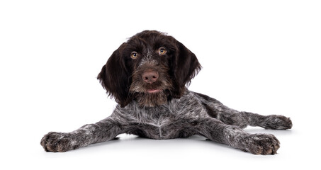 Young brown and white German wirehaired pointer dog pup, laying down with paws spread like bambi on...