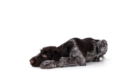 Young brown and white German wirehaired pointer dog pup, laying head down side ways. Looking straight ahead away from camera. Isolated on a white background.