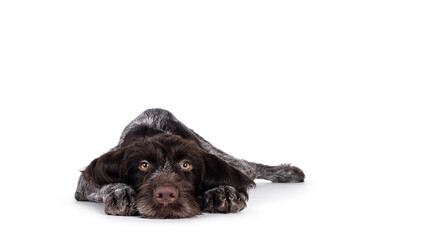 Young brown and white German wirehaired pointer dog pup, laying head down facing camera.  Looking straight to camera. Isolated on a white background.