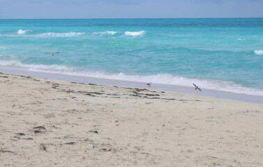 Fototapeta na wymiar The beach of Cayo Santa Maria, Cuba