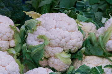 Blumenkohl