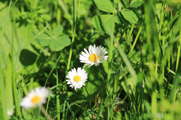 Natural Bellis Perennis Macro Photo