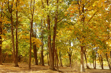 Fototapeta na wymiar Autumn park with the yellow trees in sunny weather.