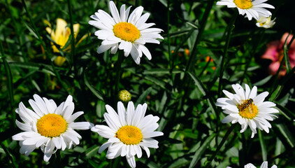 White garden chamomile on a bright day. Wide photo.