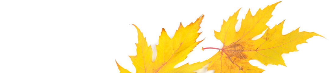 Yellow maple leaves isolated on white . Wide photo. Place for your text.