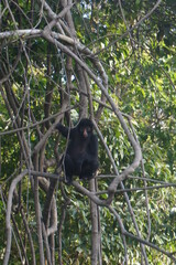 PAISAJE NATURALEZA ANIMALES