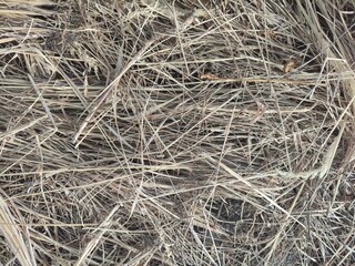 texture of gray dry hay