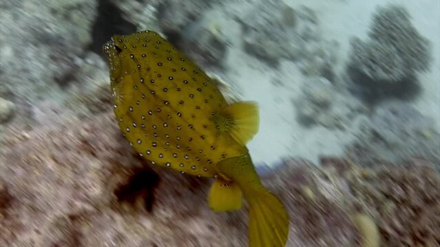 Actinopterygii Puffer boxfish fish with white in red corals in search of food underwater. Fish with white spots in red corals in search of food underwater marine life world of Red Sea.
