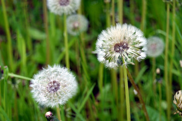 Closeup view of dandelions on long stems on the meadow against blur green natural background