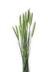 ears of wheat isolated on white background