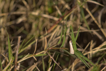 Polilla Silvestre de Tucumán 
