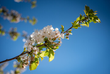 cherry flowers with blue background and spring ambience