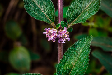 Small flower with green leaves. Macro with blur on plant with leaves.
