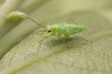 young green Orthotylus with small wings