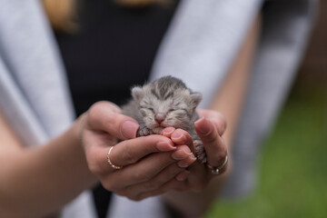 Adorable little newborn kitten sleeping in girl hands, close up. Very small cute one day old gray kitten in female hands © OlegD