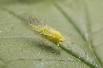 little green Psyllidae on a leaf