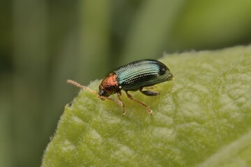little beetle Crepidodera aurata on a leaf