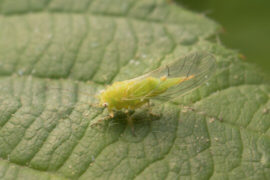 Little Green Psyllidae On A Leaf