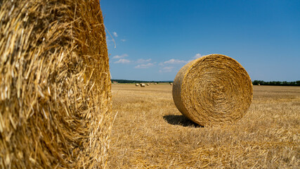 Rolls of straw, stalks, cereals rolled up after the threshing of the grain 1